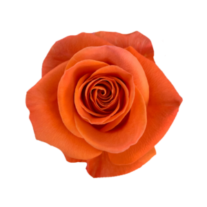ROSE, 60CM ORANGE, CARNELIAN