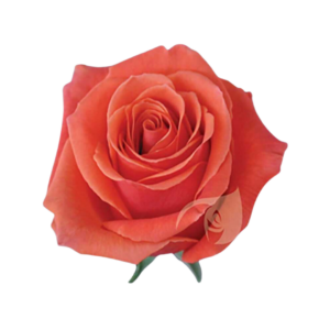 ROSE, 60CM ORANGE, CAYENNE