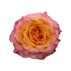 ROSE, 60CM ORANGE, FREE SPIRIT