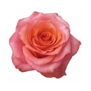 ROSE, 60CM ORANGE, HARD ROCK