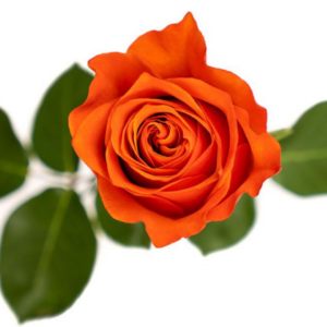 ROSE, 60CM ORANGE, HILUX