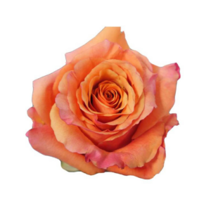 ROSE, 60CM ORANGE, MILVA