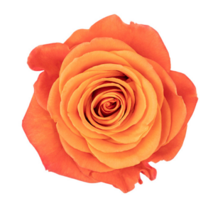 ROSE, 60CM ORANGE, ORANGE CRUSH