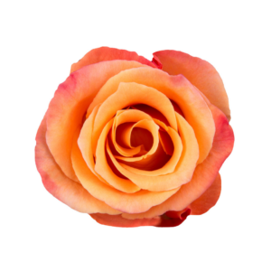 ROSE, 60CM ORANGE, ORANGE UNIQUE