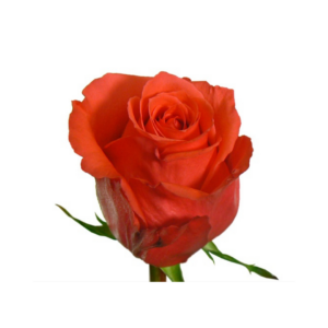 ROSE, 60CM ORANGE, ROCKSTAR