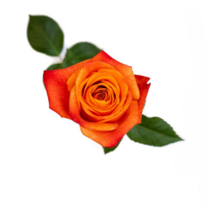 ROSE, 60CM ORANGE, SUNSET GLORY