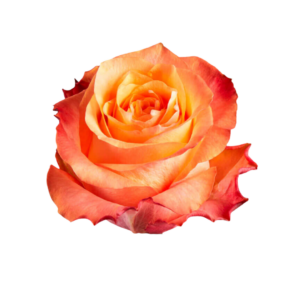 ROSE, 60CM ORANGE, TWILIGHT