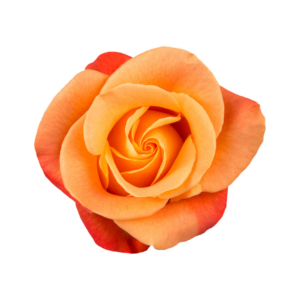 ROSE, 60CM ORANGE, VOODOO