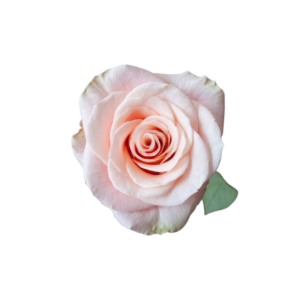 ROSE, 60CM PEACH, PHOENIX