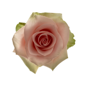 ROSE, 60CM PINK, ABSOLUTE IN PINK