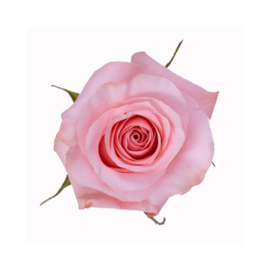 ROSE, 60CM PINK, BE SWEET