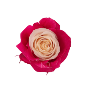 ROSE, 60CM PINK, PINK CANDY