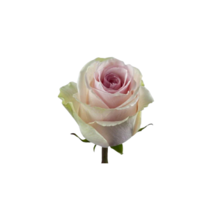 ROSE, 60CM PINK, DUCHESSE