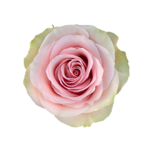 ROSE, 60CM PINK, FRUTTETO