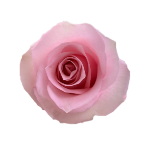 ROSE, 60CM PINK, JESSICA