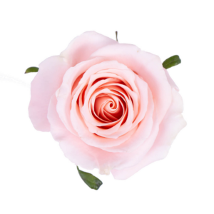 ROSE, 60CM PINK, MADONNA