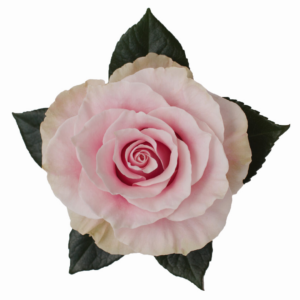 ROSE, 60CM PINK, PINK MONDIAL