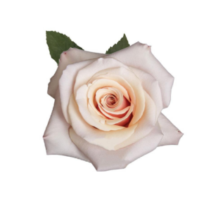 ROSE, 60CM PINK, MOTHER OF PEARL