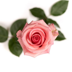 ROSE, 60CM PINK, OPALA