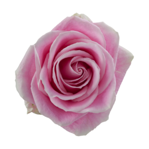 ROSE, 60CM PINK, ROSITA VENDELA