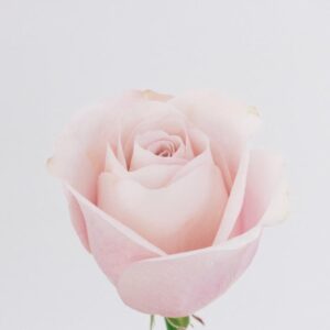 ROSE, 60CM PINK, SWEET ESCIMO
