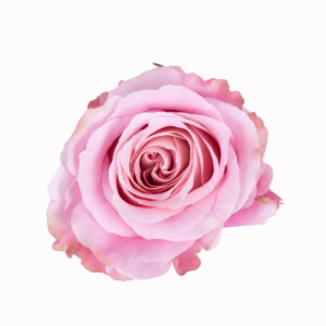 ROSE, 60CM PINK, SWEET 4 LOVE