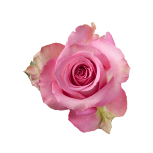 ROSE, 60CM PINK, SWEET MEMORY