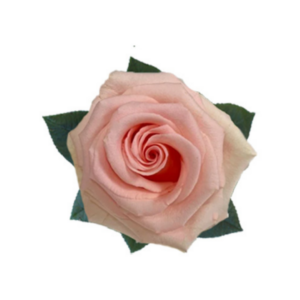 ROSE, 60CM PINK, UNFORGIVEN