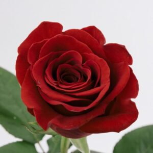 ROSE, 60CM RED, FREEDOM