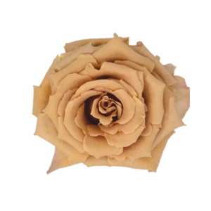 ROSE, 60CM TERRACOTTA, TOFFEE