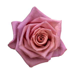 ROSE, 60CM TERRACOTTA, BARISTA