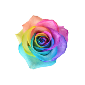 ROSE, 60CM TINTED, RAINBOW