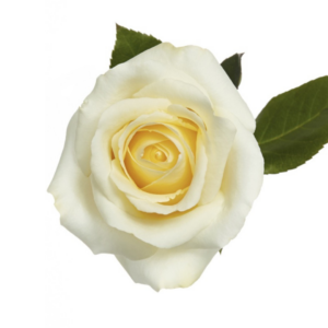 ROSE, 60CM WHITE, BLIZZARD