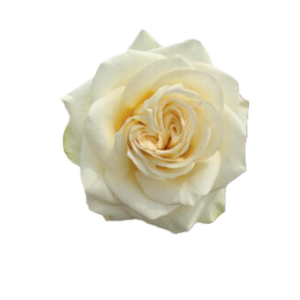 ROSE, 60CM WHITE, COLD PLAY
