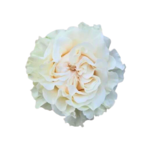 ROSE, 60CM WHITE, COTTON XPRESSION