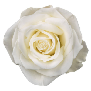 ROSE, 60CM WHITE, ESCIMO