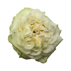 ROSE, 60CM WHITE, MOONSTONE