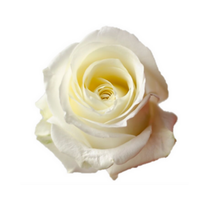 ROSE, 60CM WHITE, POLAR STAR