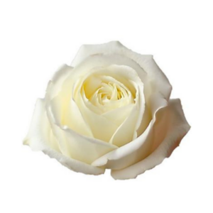 ROSE, 60CM WHITE, POLO