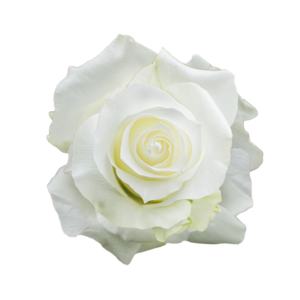 ROSE, 60CM WHITE, PROUD