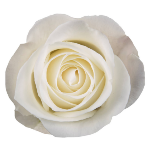 ROSE, 60CM WHITE, TIBET