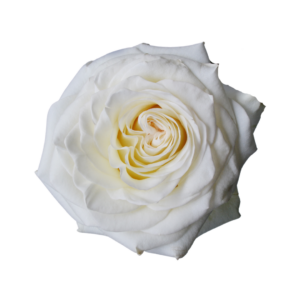ROSE, 60CM WHITE, WHITE SHIMMER