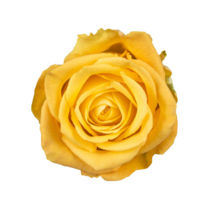 ROSE, 60CM YELLOW, BIKINI