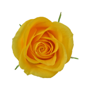 ROSE, 60CM YELLOW, BRIGHTON