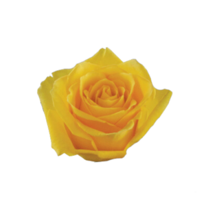 ROSE, 60CM YELLOW, GISELLE