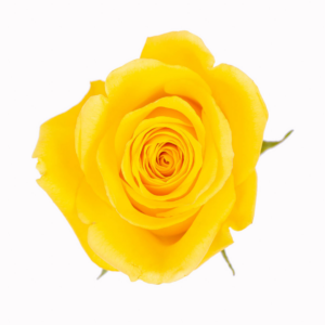 ROSE, 60CM YELLOW, GOLDFINCH