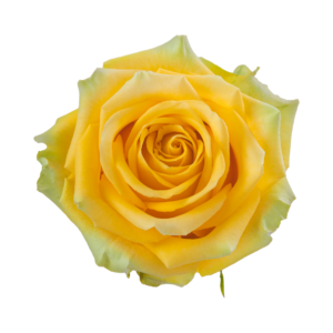 ROSE, 60CM YELLOW, HIGH & EXOTIC
