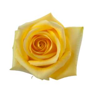 ROSE, 60CM YELLOW, HUMMER