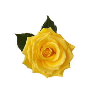 ROSE, 60CM YELLOW, LIGHT HOUSE