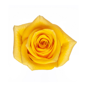 ROSE, 60CM YELLOW, MOMEMTUM